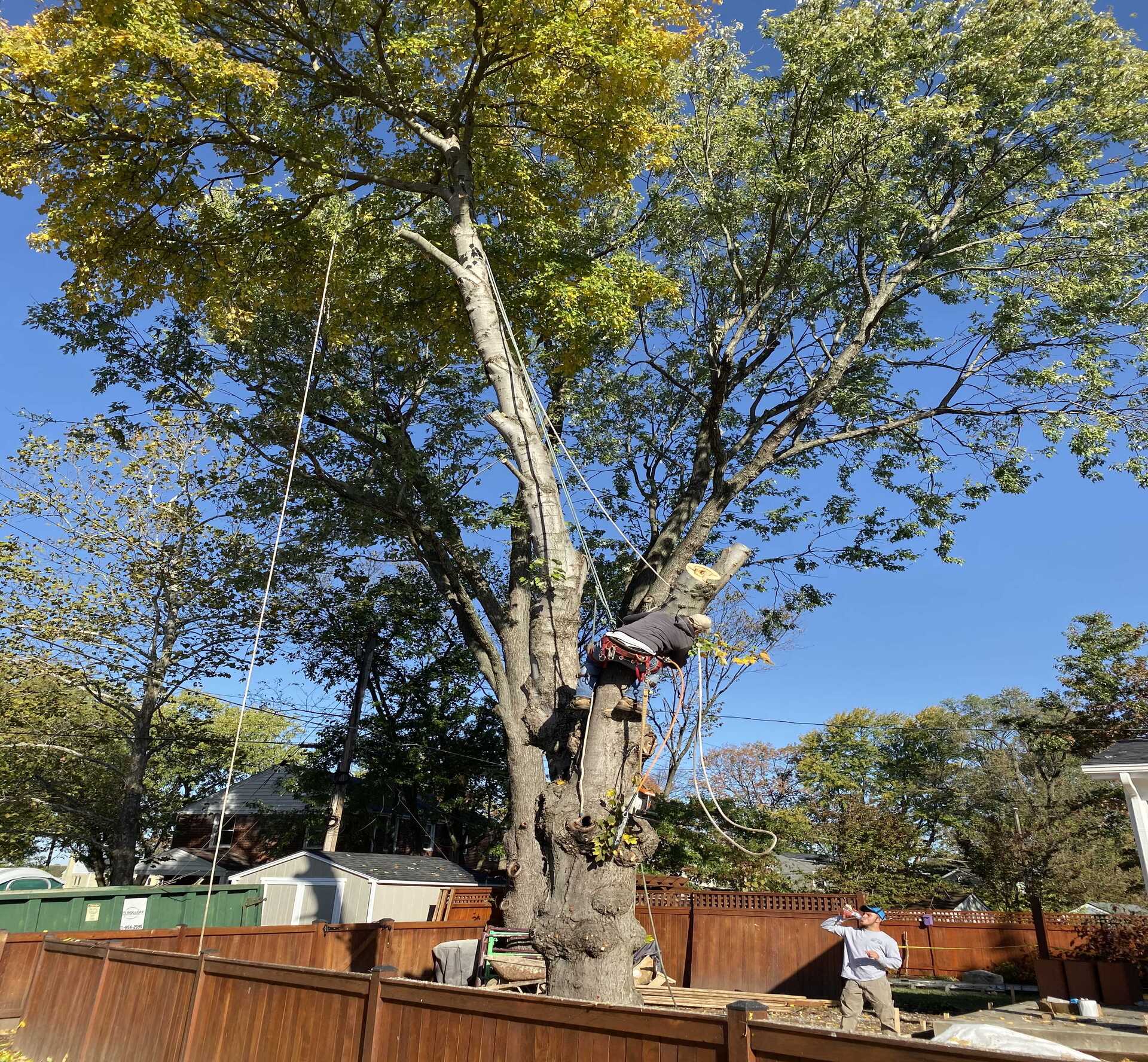 Tree Services - Edwin Lawn & Landscaping